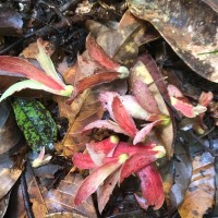 Shorea oblongifolia Thwaites